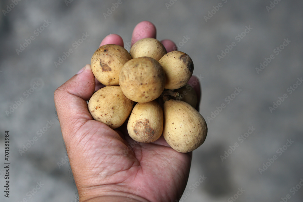 Human hand holds longkong fruit Human hand holds longkong fruit