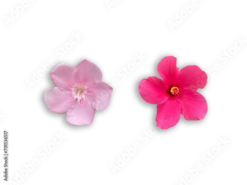 pink flowers isolated on transparent background 