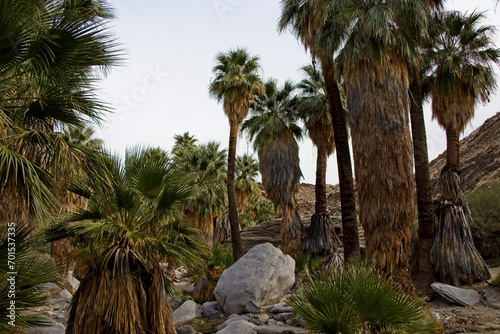 Although palm trees evoke thoughts of tropical islands and warm beaches, the California Fan Palm is actually native to streams in the harsh Sonoran Desert like these in the Colorado Desert to the east