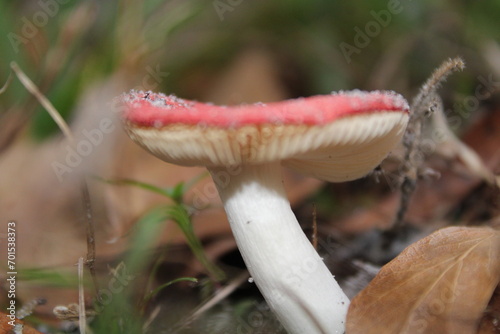 Wild Flat Mushrooms Growing On The Ground In The Wild. 