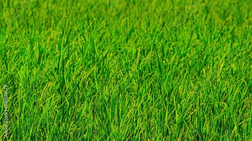 Bright outdoor landscape view over grass, rice, meadows and agricultural fields. Natural green green background. Growth of rice fields.