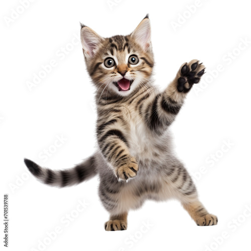 White Background - A Kitten - Having a Jolly Good Time