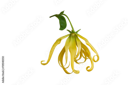 Perfume tree (Ylang-ylang flower) isolated on transparent background png file