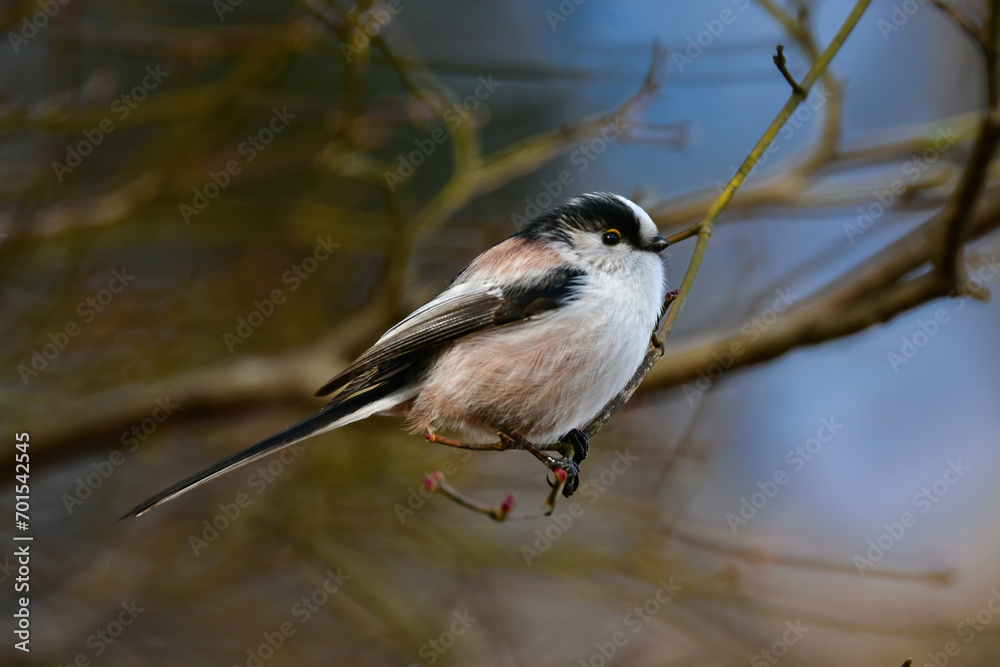 Obraz premium 公園や庭で出会える白とピンクのかわいらしい小鳥、人気者のエナガ