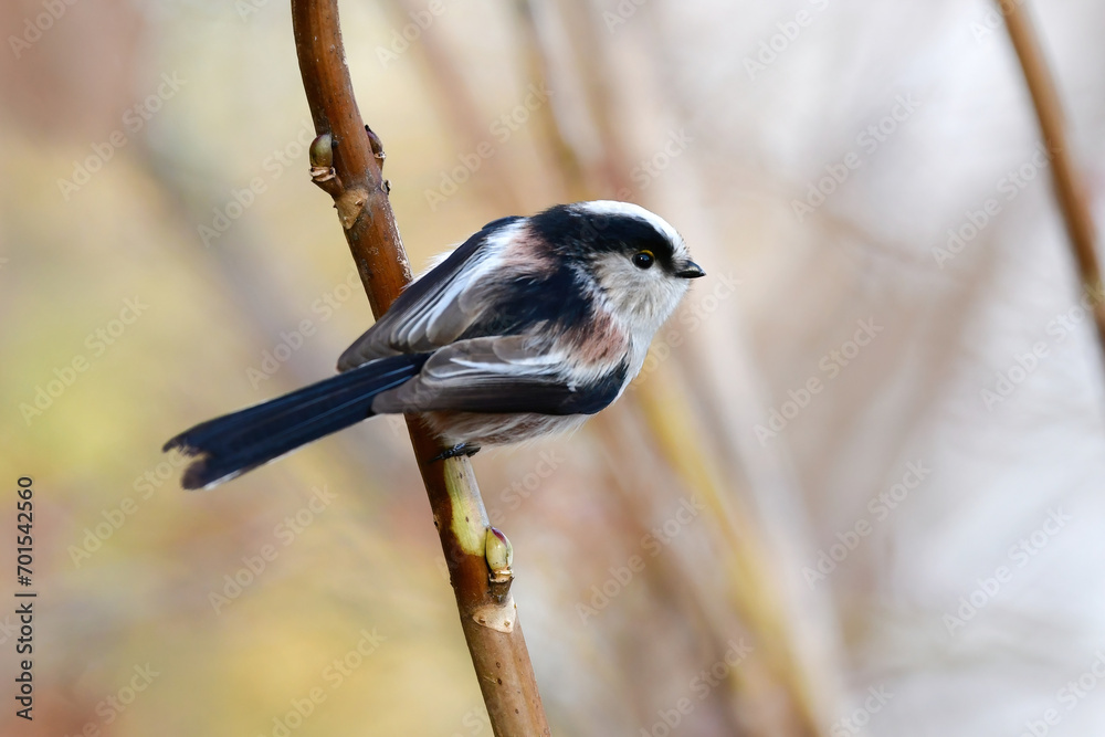 Naklejka premium 公園や庭で出会える白とピンクのかわいらしい小鳥、人気者のエナガ