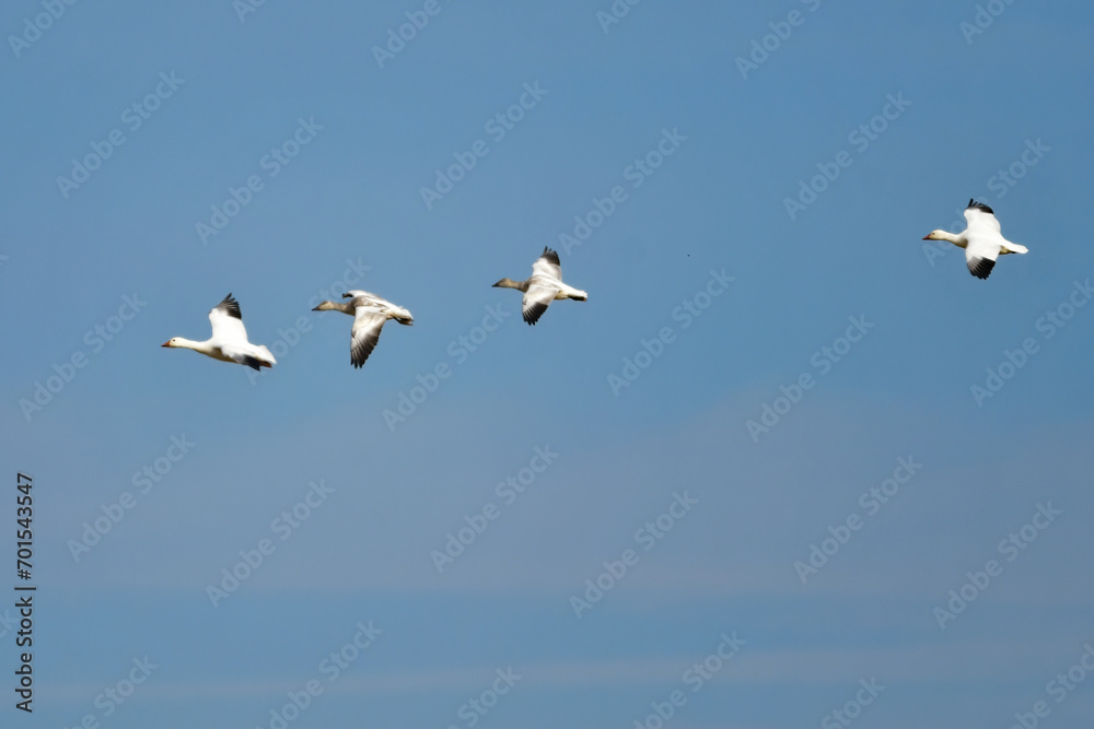 北日本に冬にやってくる真っ白な美しい水鳥、ハクガン