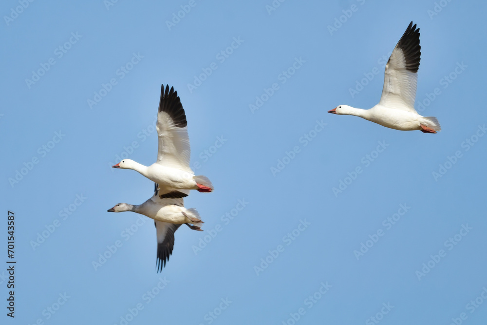 Obraz premium 北日本に冬にやってくる真っ白な美しい水鳥、ハクガン