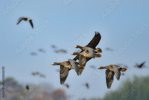 大群で冬に見られる渡り鳥、オレンジ色の嘴と脚が目立つ水鳥の仲間マガン © trogon