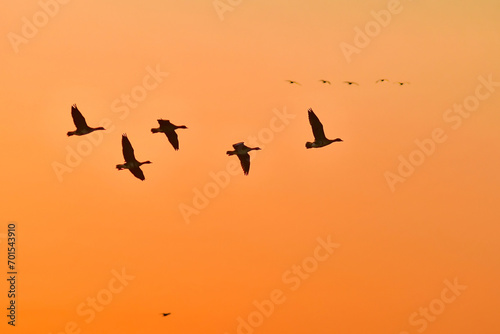 夕陽に赤く染まった空を飛ぶ北からの渡り鳥、ガンやハクチョウの群れ photo