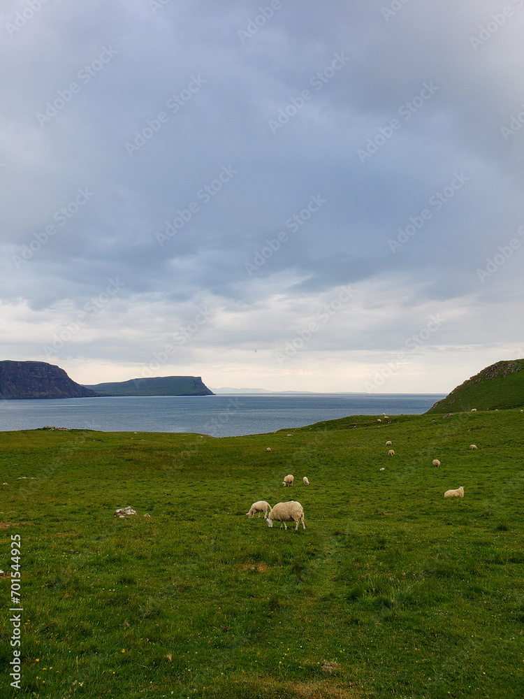 Obraz premium sheep on the hill