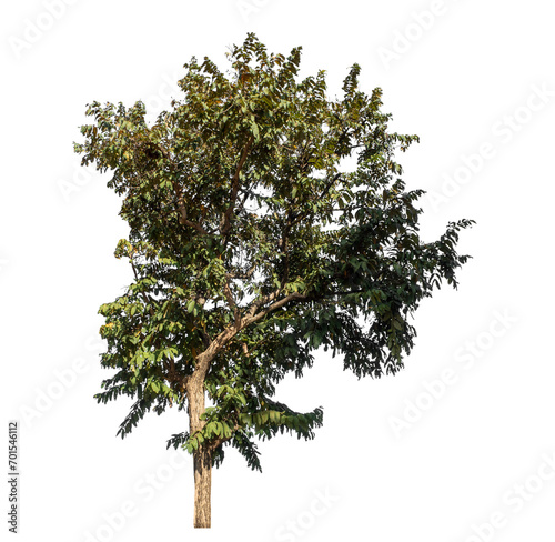 Tree isolated on transparent background  Tropical tree.