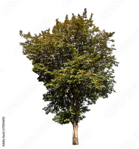 Tree isolated on transparent background  Tropical tree.