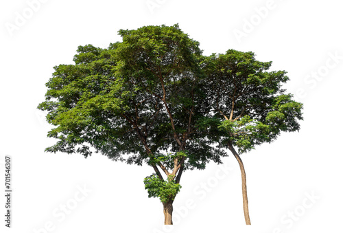 Green trees isolated on transparent background with clipping path and alpha channel.