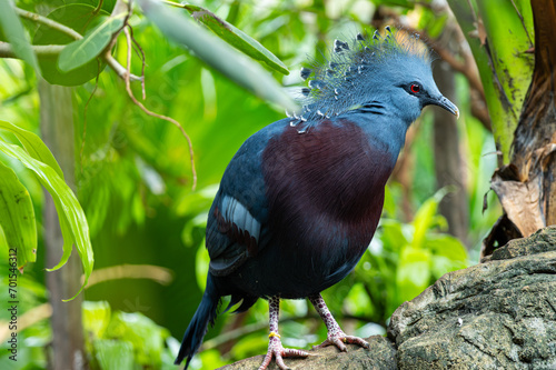 Victoria crowned pigeon in New York Central Park Zoo