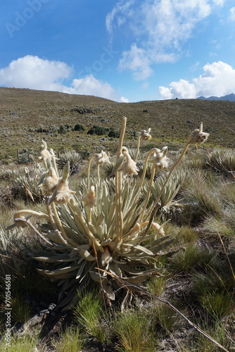 Frailejón