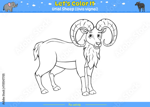 Lets color it Urial sheep