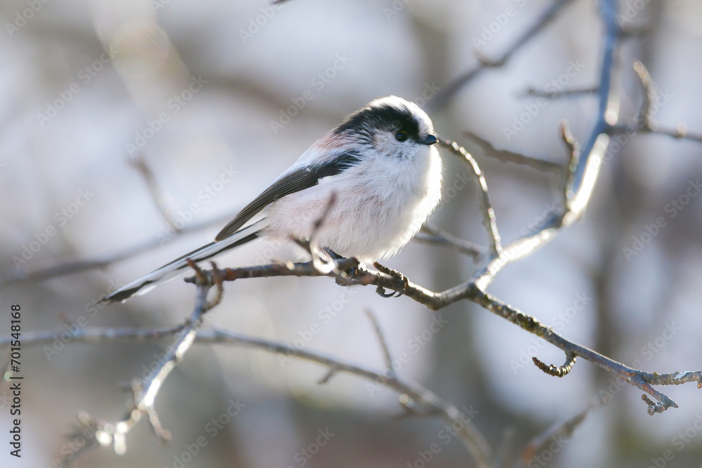 マシュマロのような白くかわいい小鳥、公園や庭で見られる人気者のエナガ