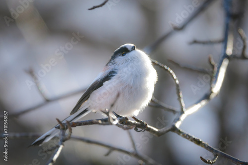 マシュマロのような白くかわいい小鳥、公園や庭で見られる人気者のエナガ
