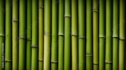 Green bamboo texture for interior or exterior design  bamboo fence texture background.