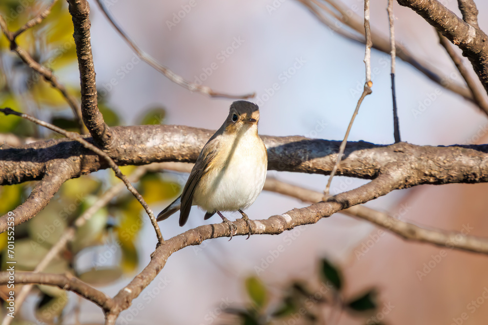 Fototapeta premium 尻尾が可愛いニシオジロビタキ(ヒタキ科)。日本国埼玉県北葛飾郡、まつぶし緑の丘公園にて。 2023年12月30日撮影。Lovely Red-breasted flycatcher (Ficedula parva, family comprising flycatcher) with a cute tail.At Matsubushi midorinooka park, Kitakats
