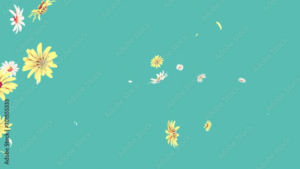 Daisy Flower Blast on Pastel Background. Blast of daisy and petals flower on pastel background