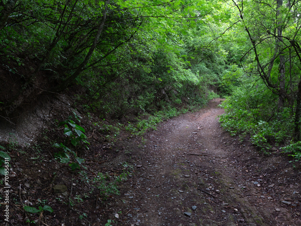 Fototapeta premium Camino por el bosque