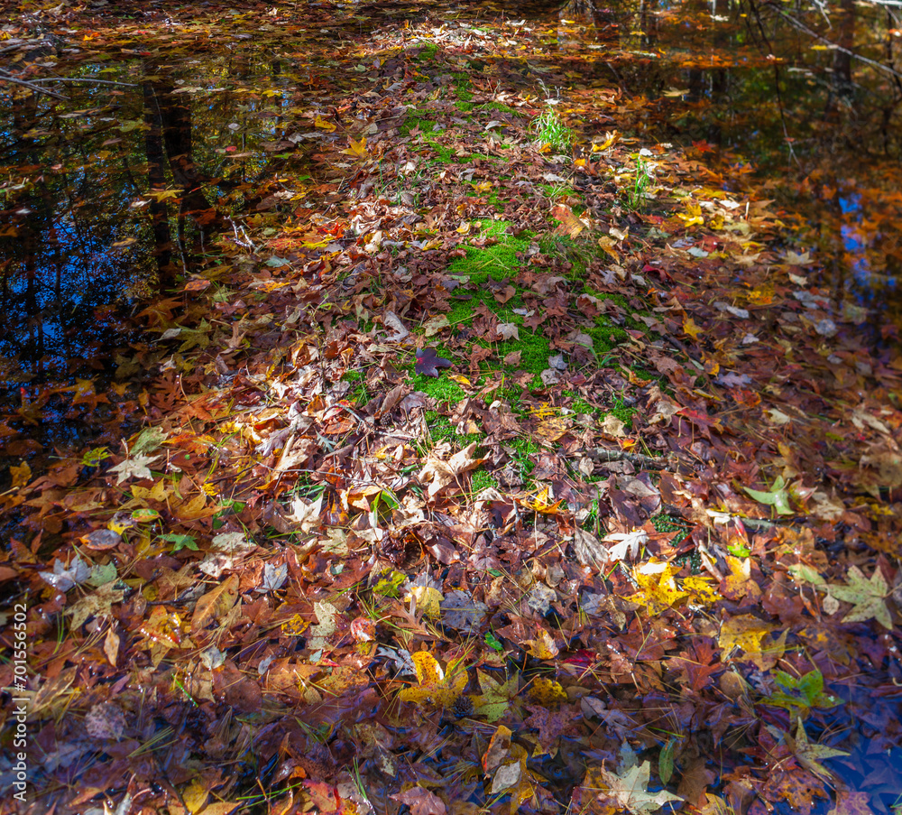 Autumn - Gum Swamp, Great Smoky Mountains National Park Autumn - Gum Swamp, Great Smoky Mountains National Park