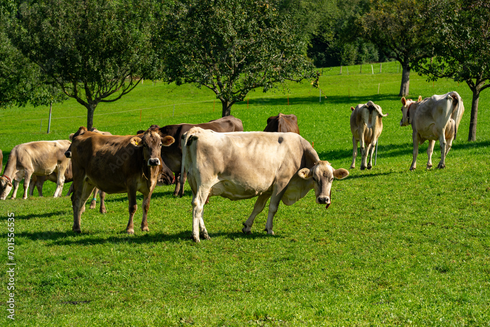 Cows pasture in Alps. Cows on alpine meadow in Switzerland. Cow pasture grass. Cow pasture green alpine meadow. Cow grazing on green field. Cows in a mountain field. Cow on mountain pasture in Alps. Cows pasture in Alps. Cows on alpine meadow in Switzerland. Cow pasture grass. Cow pasture green alpine meadow. Cow grazing on green field. Cows in a mountain field. Cow on mountain pasture in Alps.