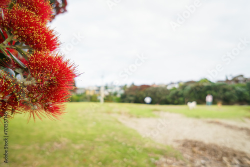 Pohutukawa trees in full bloom in summer. Unrecognizable people and dogs playing at Milford Beach. Auckland.