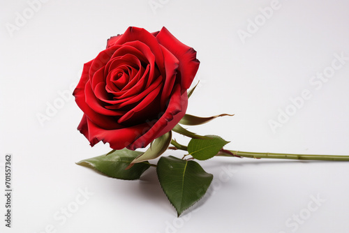 Solitary Red Rose Placed on a Pristine White Surface