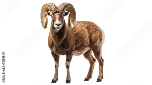A majestic brown ram with impressive horns, belonging to the bighorn species, stands proud as a symbol of rugged beauty and resilience in the wild outdoors