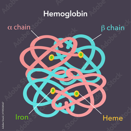 Hemoglobin diagram science vector illustration graphic