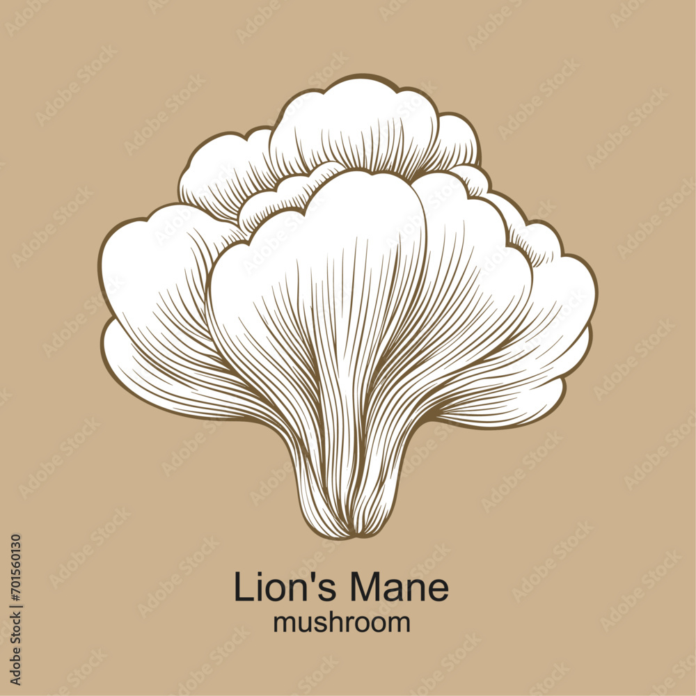 Lion's Mane mushroom vector, healthy medical mushroom illustration - obrazy, fototapety, plakaty 