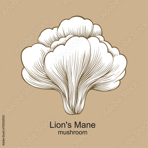 Lion's Mane mushroom vector, healthy medical mushroom illustration
