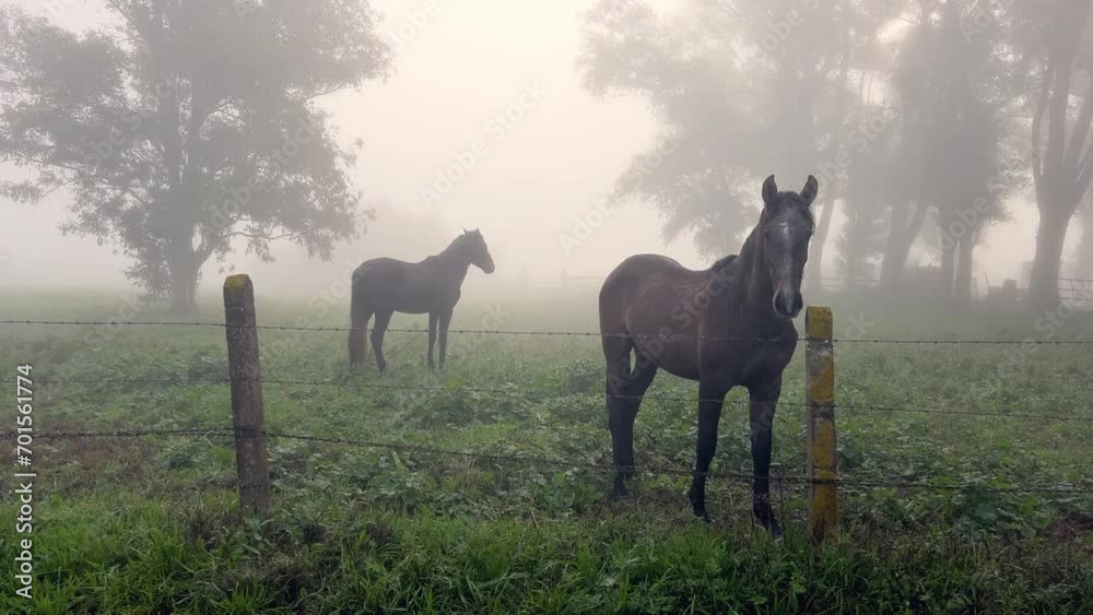 Horses grazing silently in a very foggy meadow just before sunrise