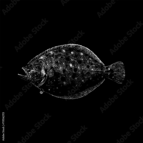 Fluke Fish (summer flounder) hand drawing vector isolated on black background.