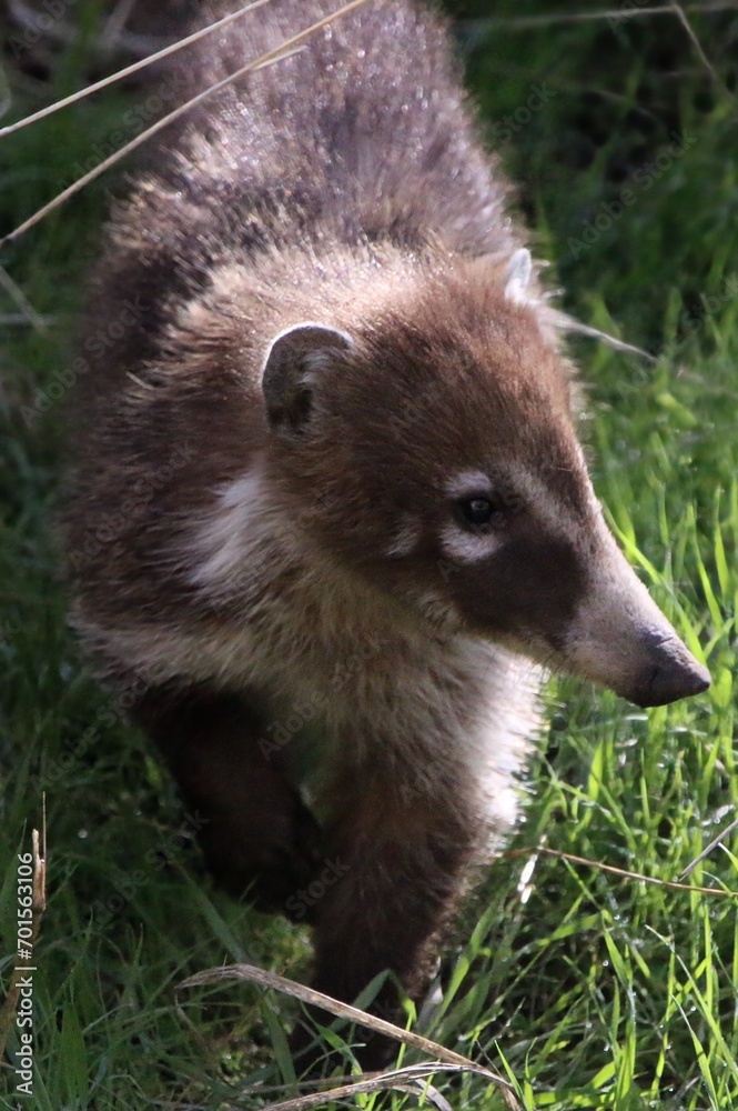 Coatimundi Walking to the Creek Coatimundi Walking to the Creek