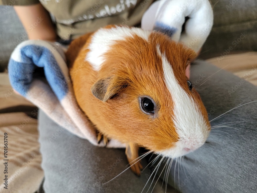 Guinea pig posing for the camera Guinea pig posing for the camera