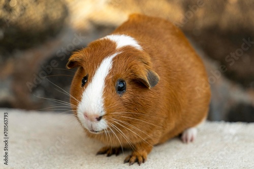 A guinea pig posing for the camera
