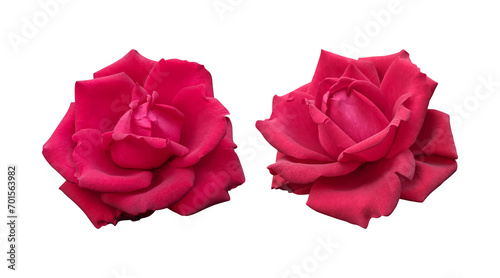 Red rose flowers isolated on transparent background 
