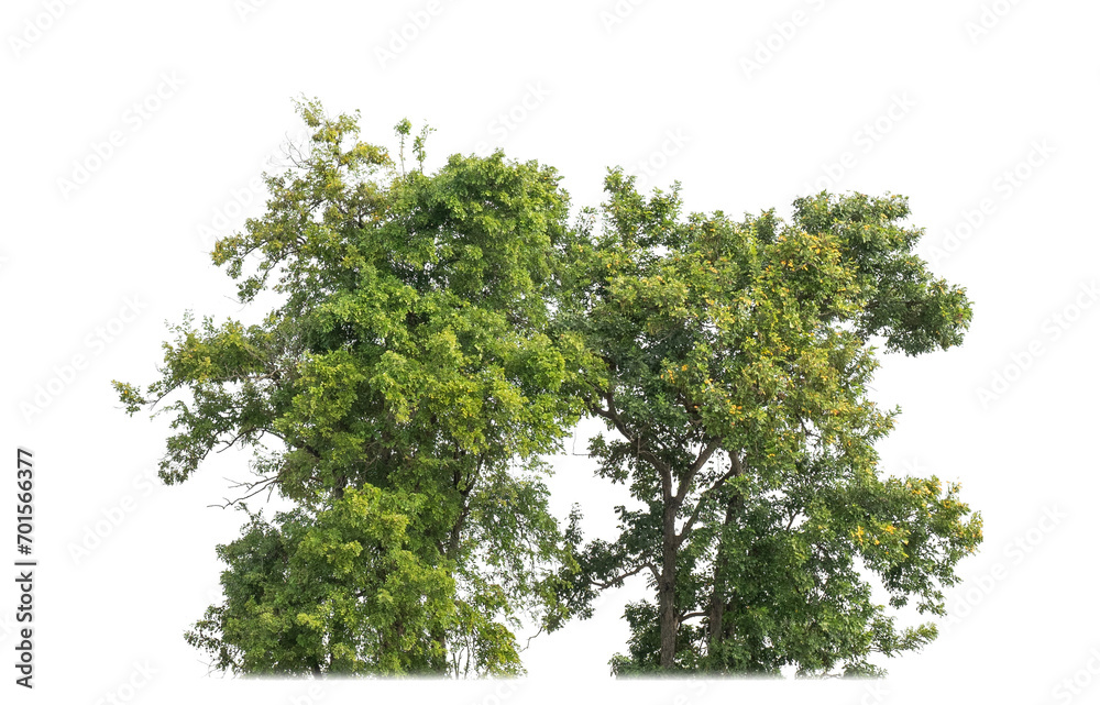 Fototapeta premium canopy tree on transparent background with clipping path and alpha channel.