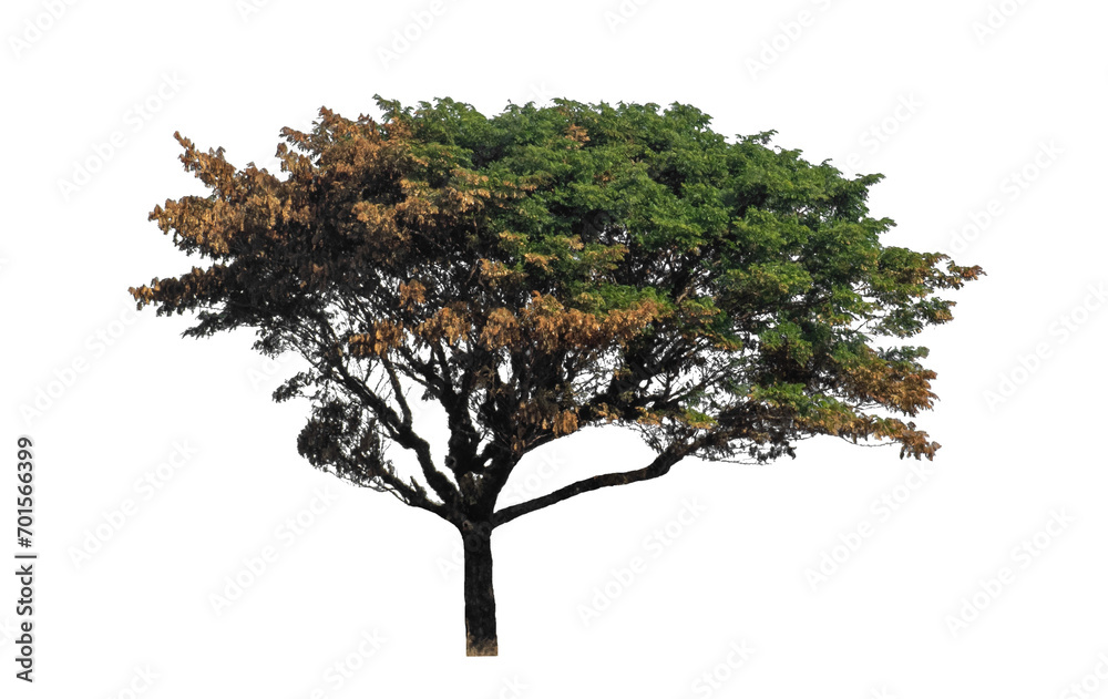 Tree isolated on transparent background with clipping path  and alpha channel.