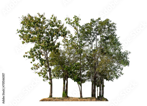 Tree isolated on transparent background with clipping path  and alpha channel.