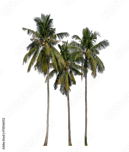 Group of coconut trees on transparent background with clipping path and alpha channel...