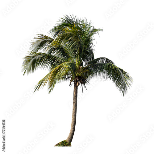 Coconut tree on transparent background with clipping path and alpha channel.