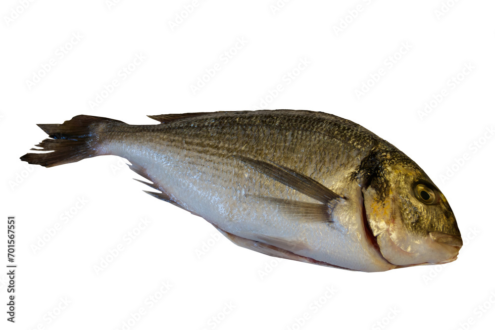 Fototapeta premium Raw fresh fish dorado isolated on white background