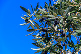 Ripe black olives on the branch of tree