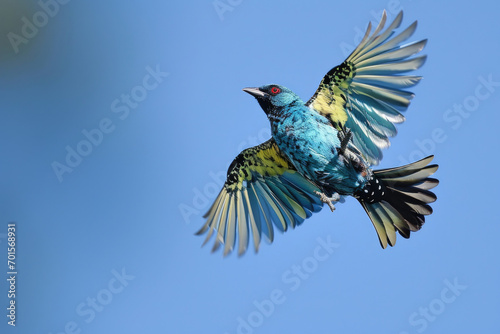 A Spangled Cotinga in mid-flight, its iridescent plumage reflecting the sunlight photo