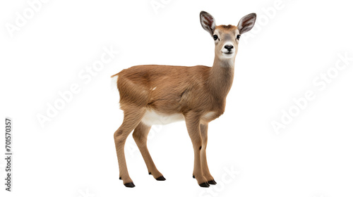 A majestic roe deer stands gracefully against a mysterious black backdrop, its delicate snout and doe-like eyes capturing the essence of the wild and evoking a sense of tranquility and awe photo