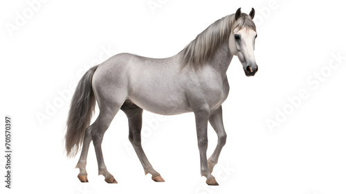 A majestic sorrel mustang horse with a long flowing mane gazes confidently with its powerful snout  exuding strength and grace as it stands among its fellow equines